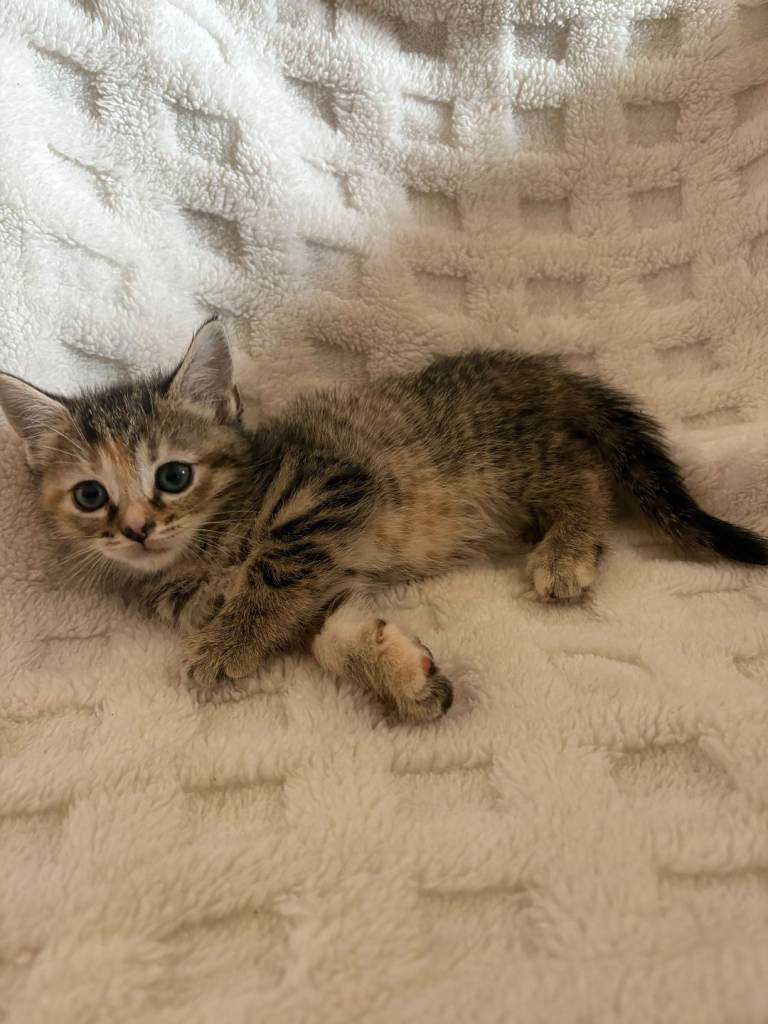Kittens for sale blackpool 