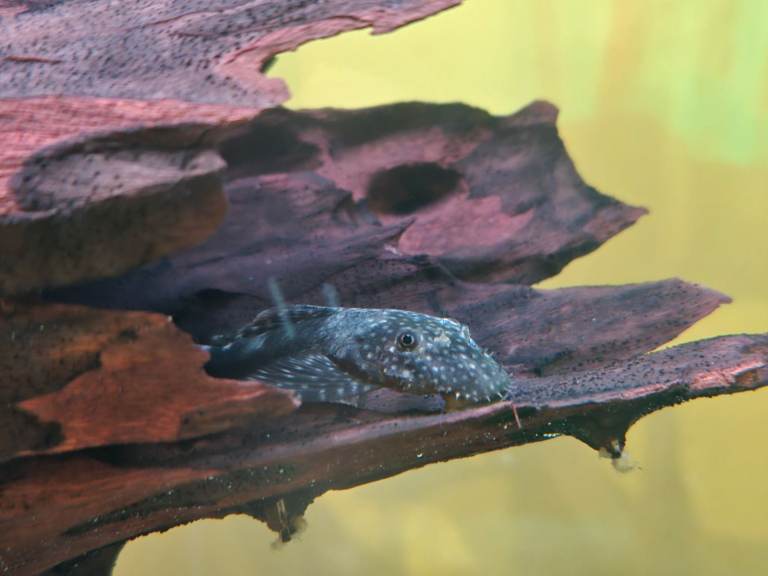 Bristle nose plecos for sale