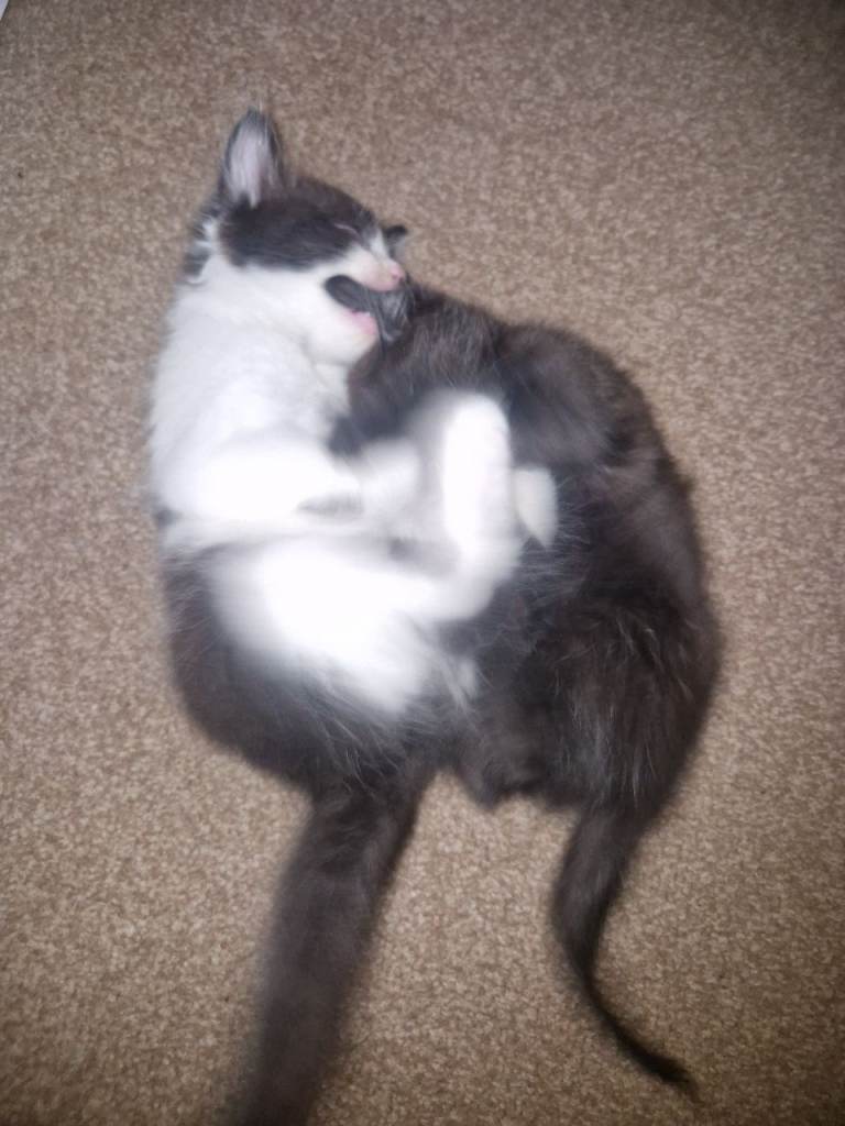 Kittens