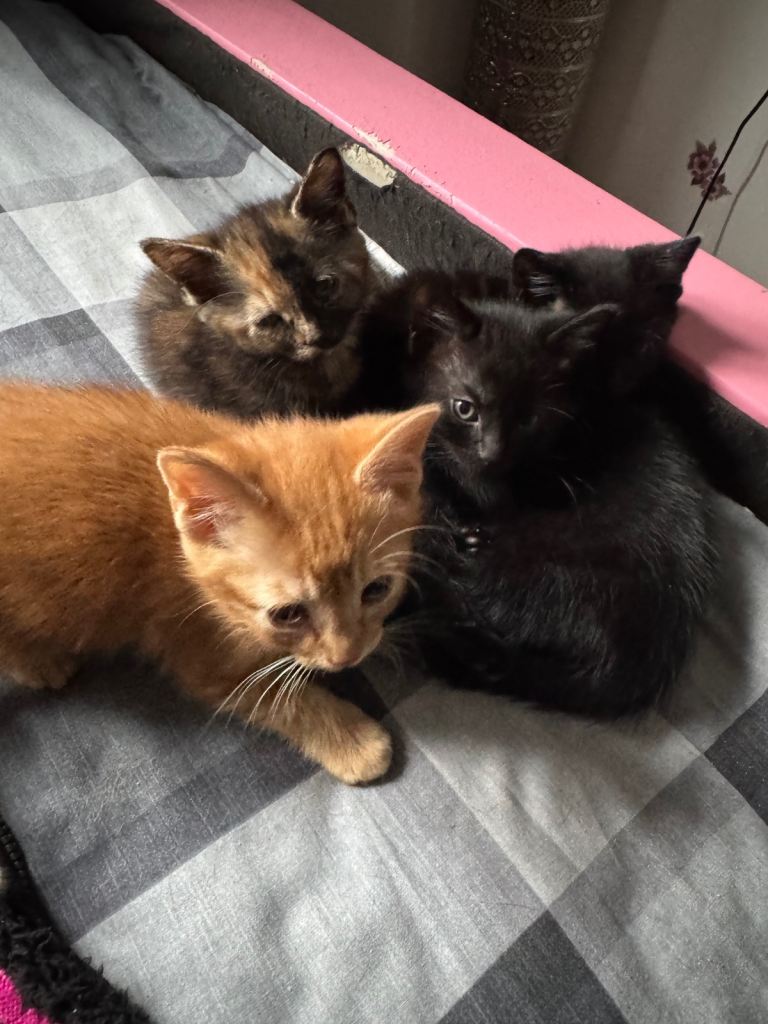 Fluffy kittens ready to go