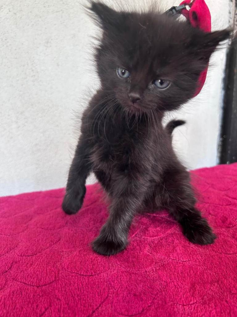 Samiese kittens
