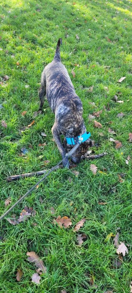 10 month old staffy/rotti