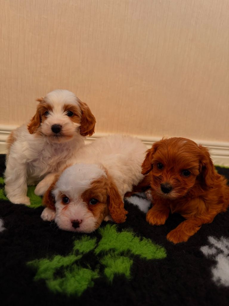 Cavapoo pups for sale