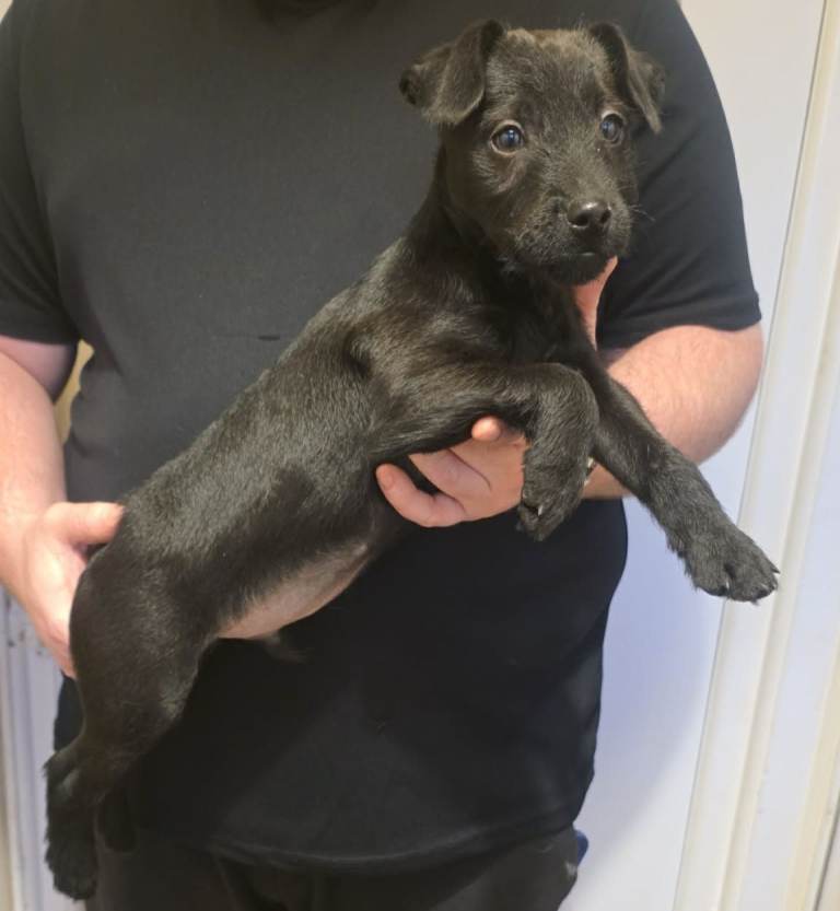 Patterdale terrier.