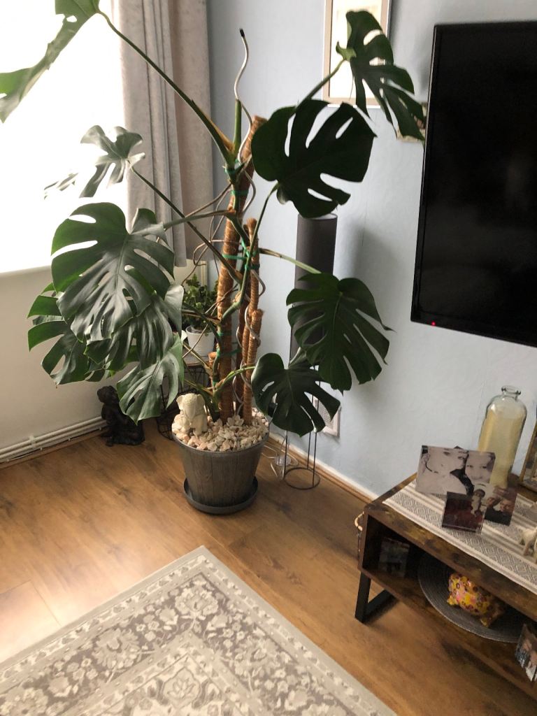 Extra large house plant 