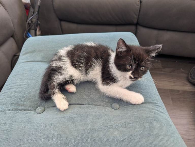 Kittens 