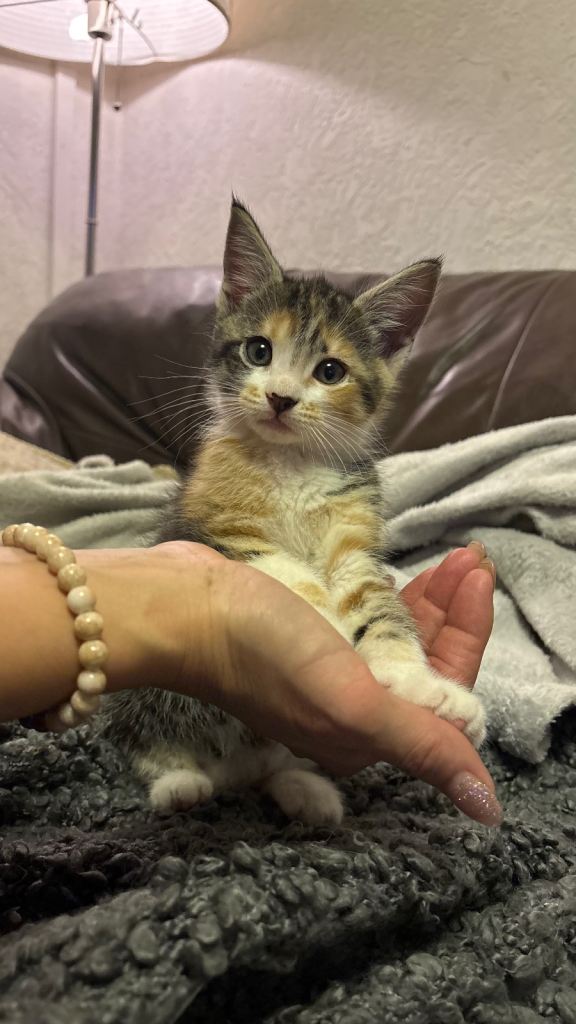Adorable Maine coon kittens READY NOW 