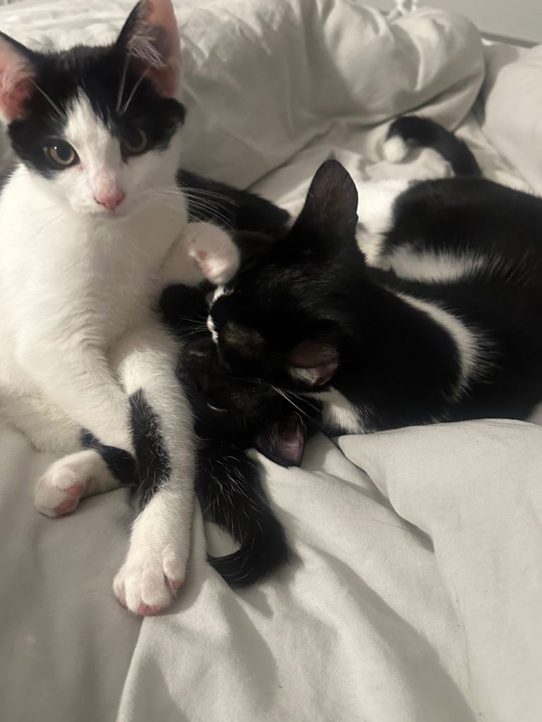 Black and black white kittens!
