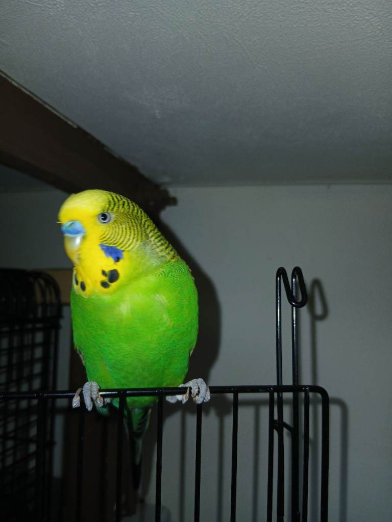 Beautiful Green and Yellow Budgerigar for Sale