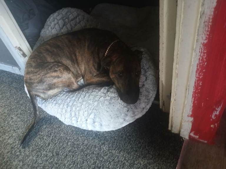 English bullterrier x staffy