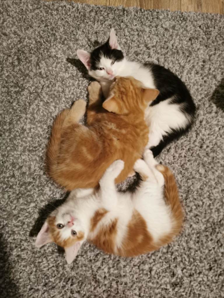 3 Handsome Kitten Boys Looking For New Loving Home