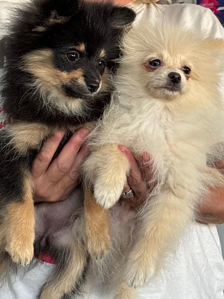 KC registered Pomeranian 
