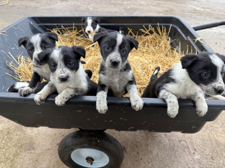 Collie pups