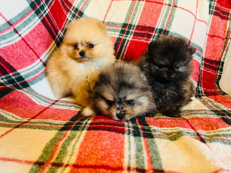 Stunning Pomeranian puppys 