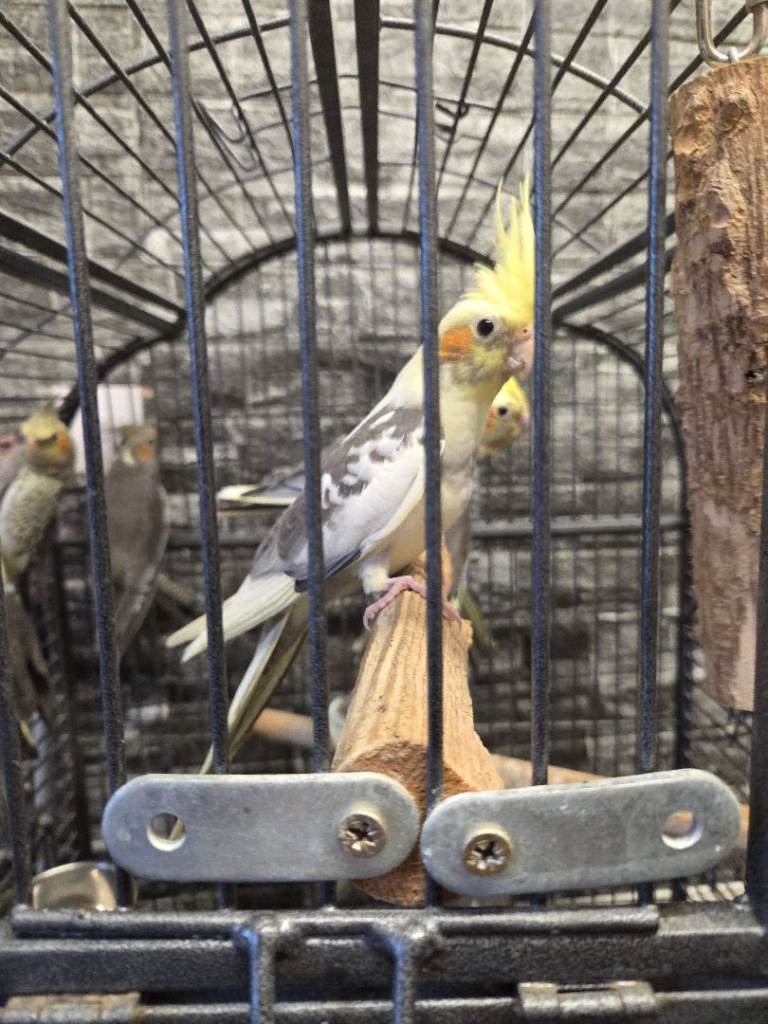 Cockatiels