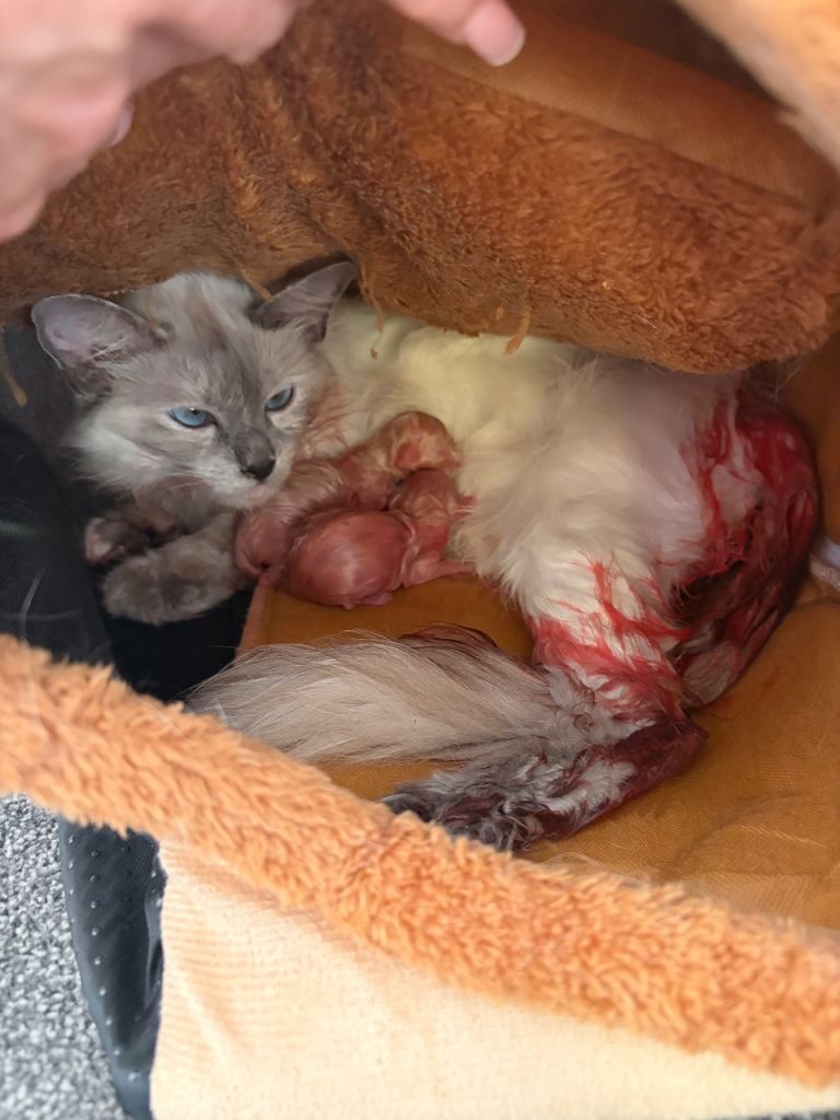 Blue Point Ragdoll Kittens 