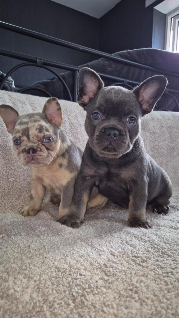 French Bulldog puppies for sale 