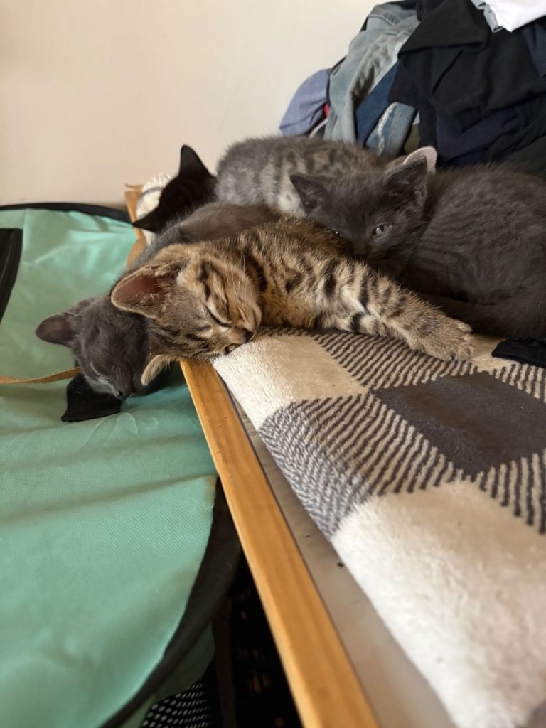 Beautiful kittens 
