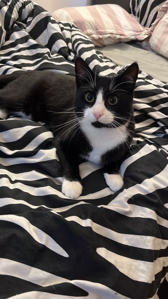 Misu 1years and 6 months cat (Tuxedo)