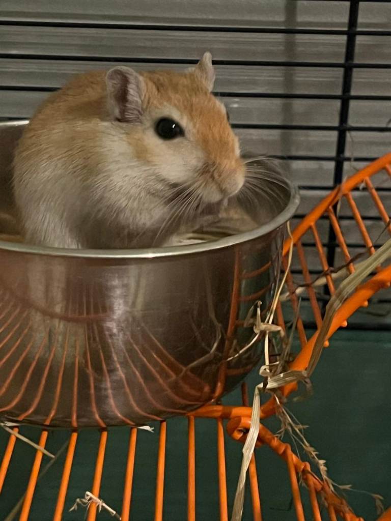 2 x bonded male gerbils