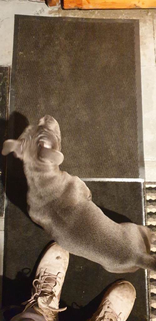 blue Staffordshire bull terrier puppy 