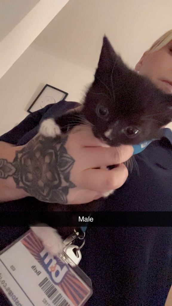 Kittens 