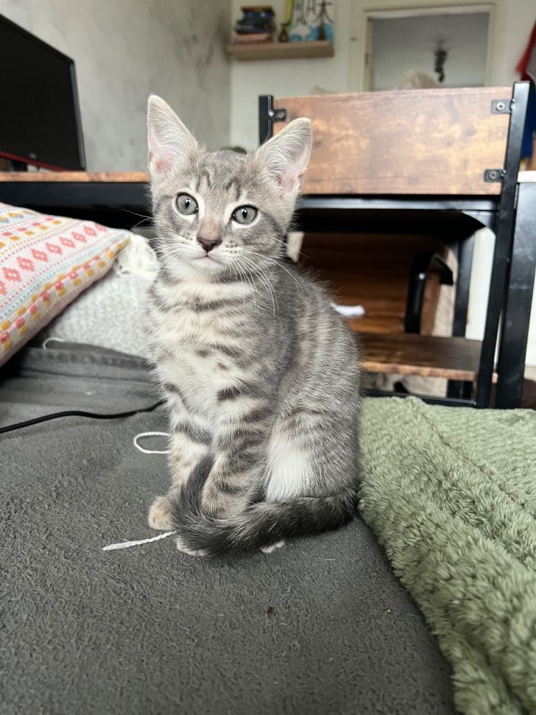 Adorable bengal mixed kittens looking for loving homes! 