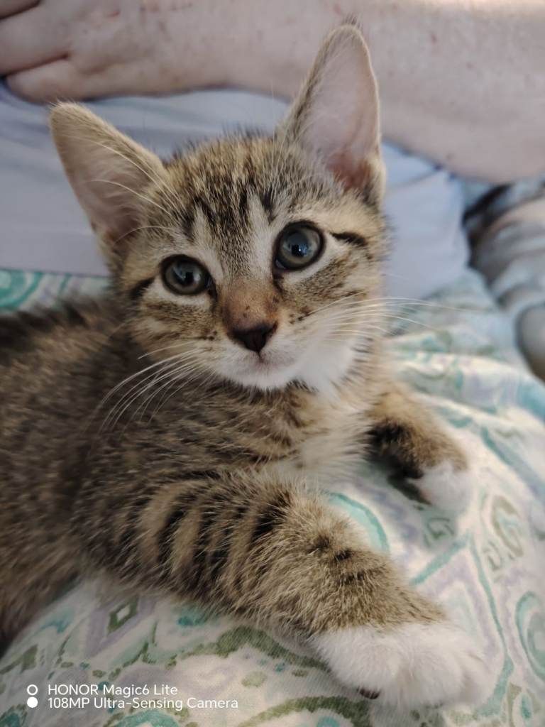 8 weeks old half Bengal kitten 
