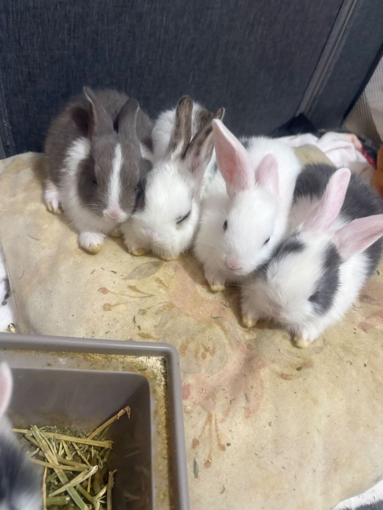 Holland Lop Rabbits 