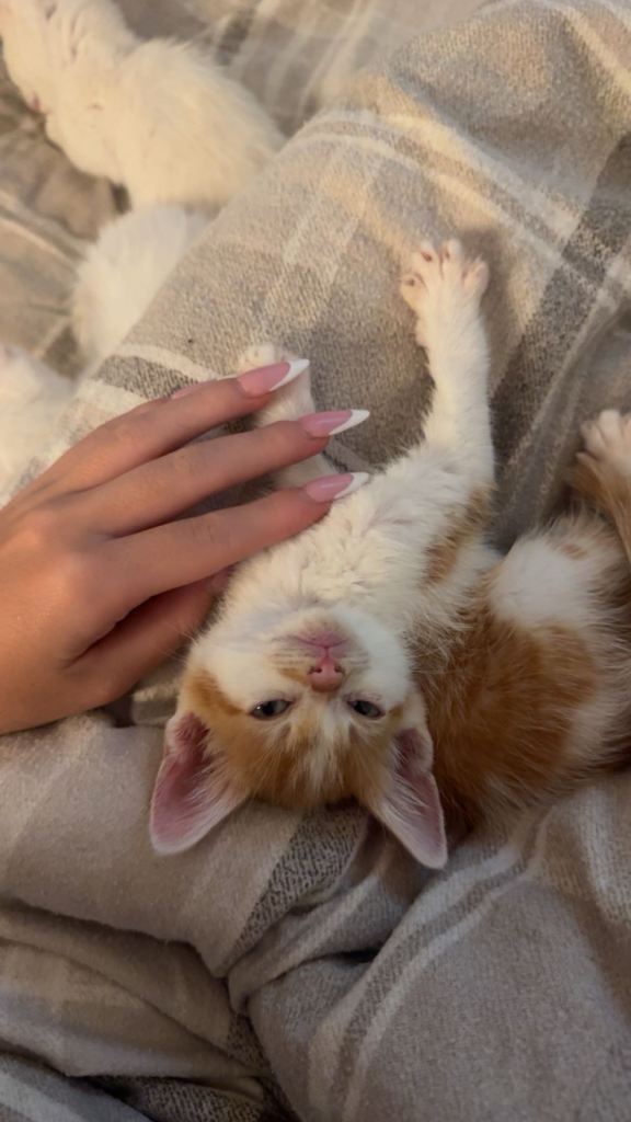 2 beautiful kittens 
