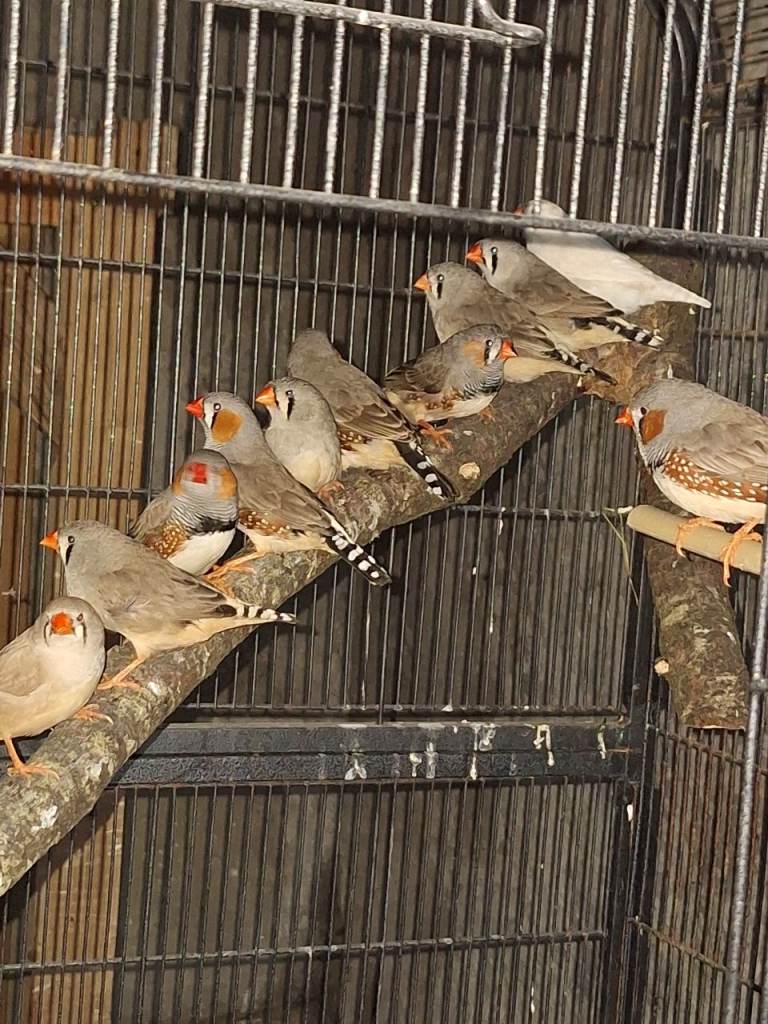 Zebra finches