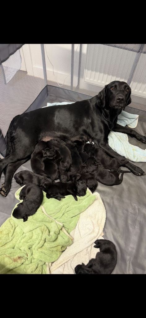 Labrador pups