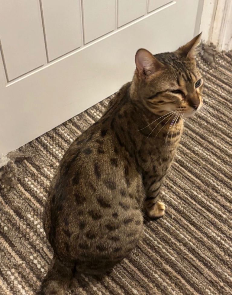 Female cat, neutered, microchipped, vaccinated 3 years old 