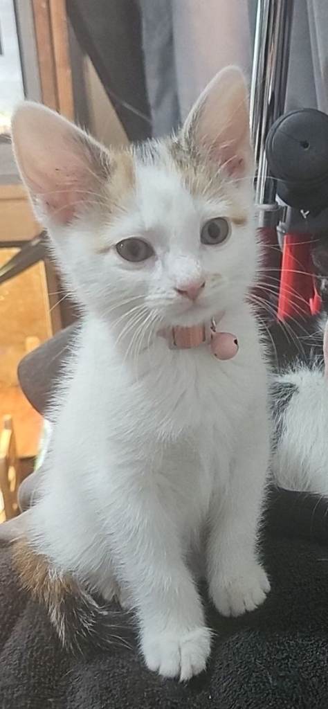 Female kitten ready to leave 