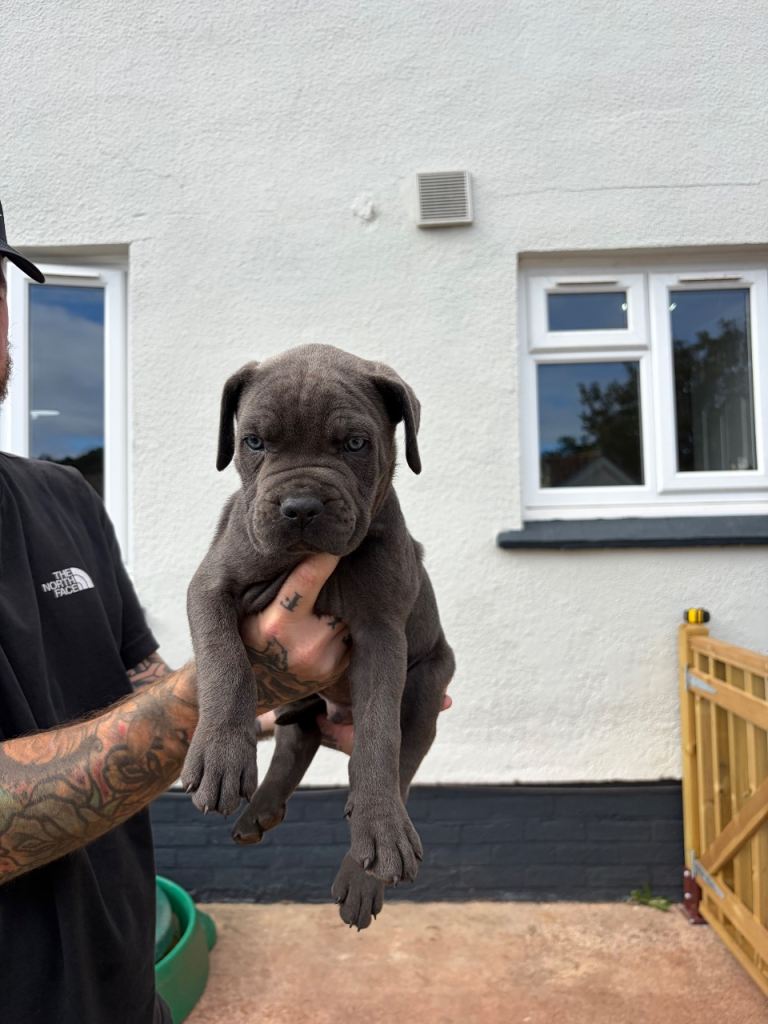 2 Blue Cane Corso puppys