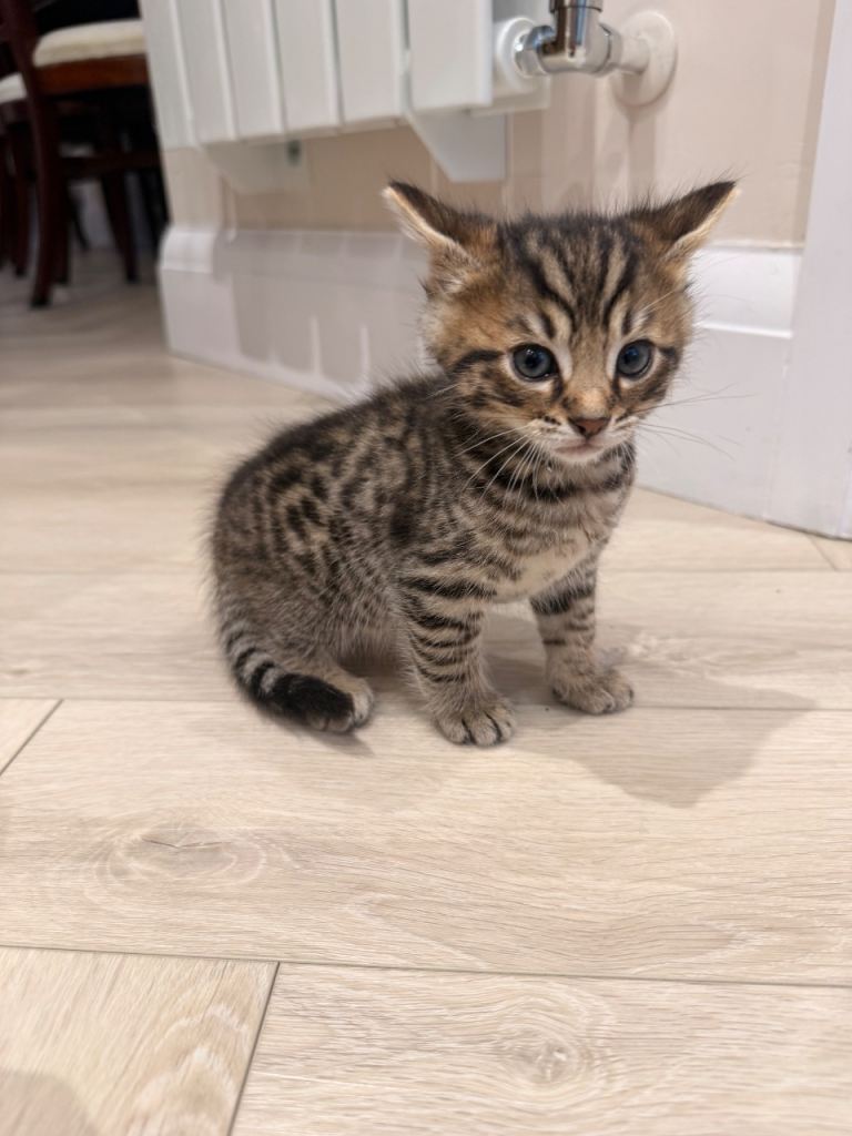 Bengal mixed kittens 