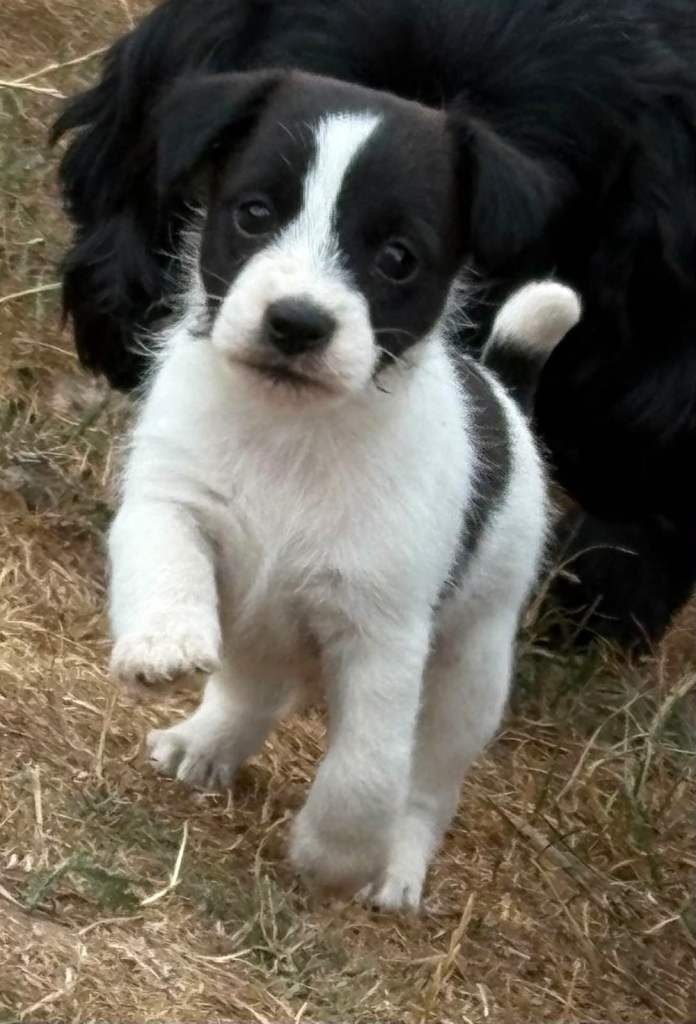 Jack Russell puppies 