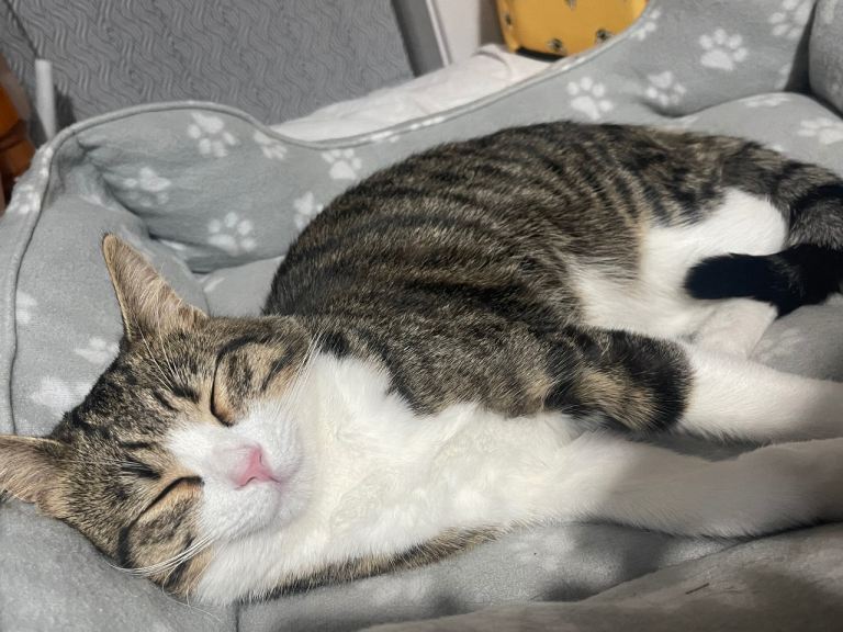 Male kitten 