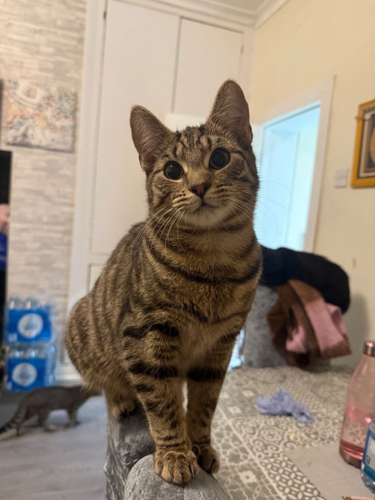 These beautiful are ready to go their forever home💕