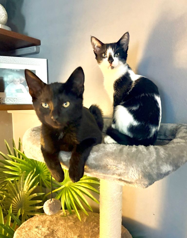 3 beautiful kittens looking for their forever homes