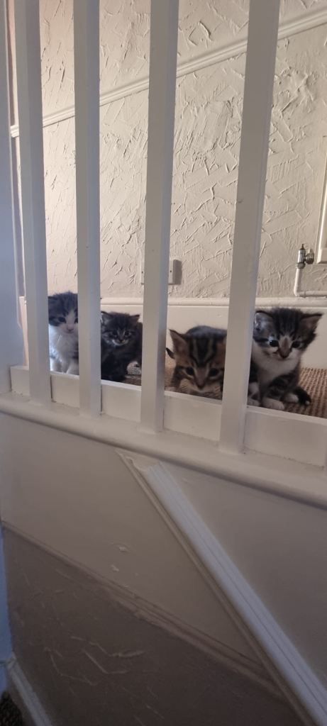 Cutest mixed breed kittens