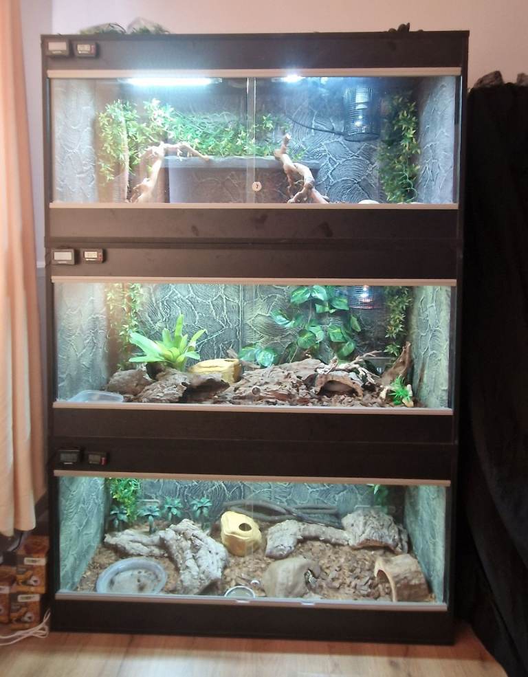 3 Royal Pythons with full set up for each