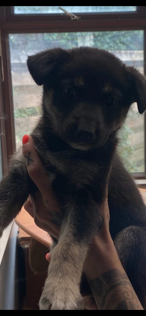 Husky x Labrador(huskadors) puppies for sale
