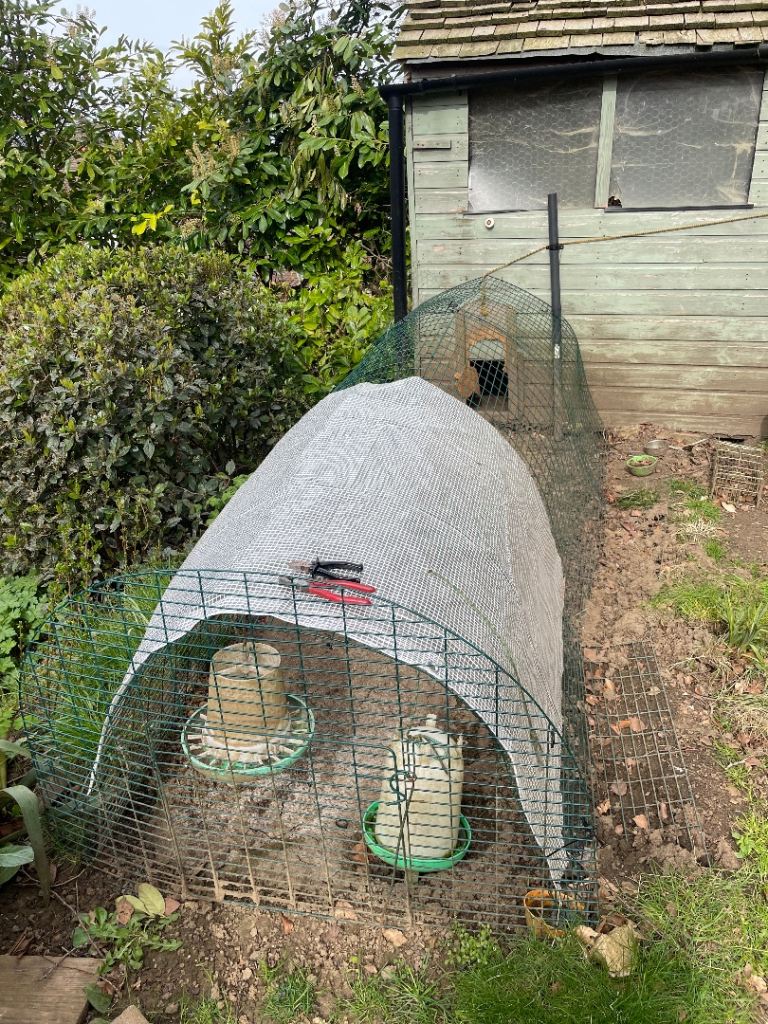 Chicken run
