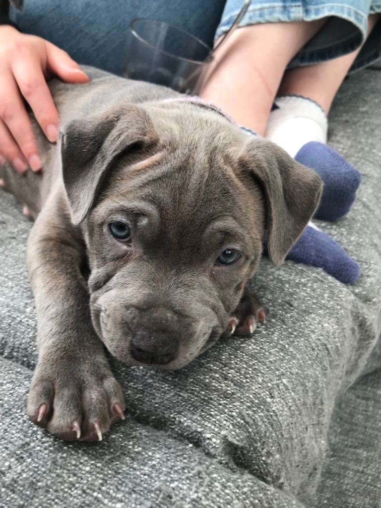 Premium Blue & Lilac Brindle Staffy Puppies – £2000 – Perfect Temperament – Ready June