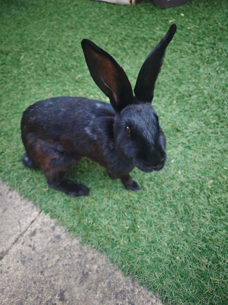 Beautiful Female Continental Giant Rabbit – Solid Black