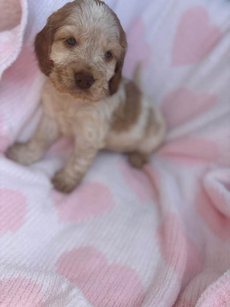 Show-Type spaniels girl and boy 