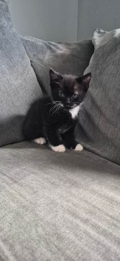 Kittens