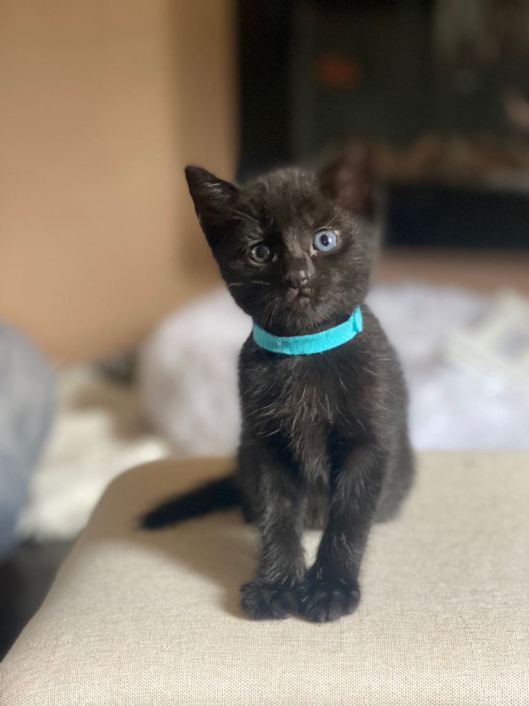 🐾 Adorable Kittens Looking for Loving Forever Homes