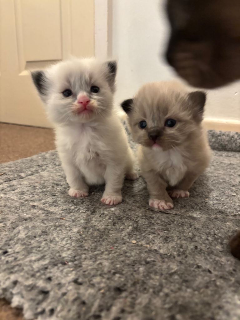 Beautiful ragdoll kittens for sale 